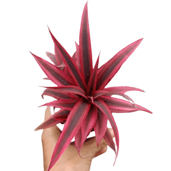 Cryptanthus Bivittatus Ruby Plant - Image 2