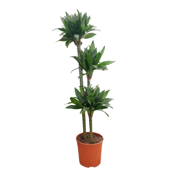 Dracaena Compacta plant