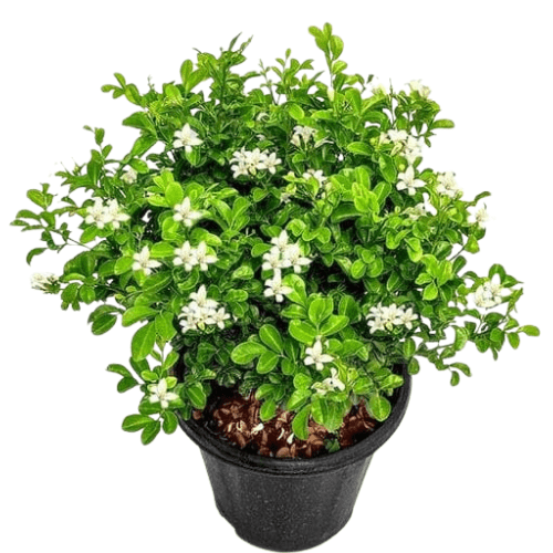 Dwarf Kamini Plant (Murraya Paniculata)