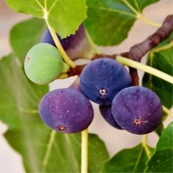 Fig Fruit (Anjeer Tree) Plant