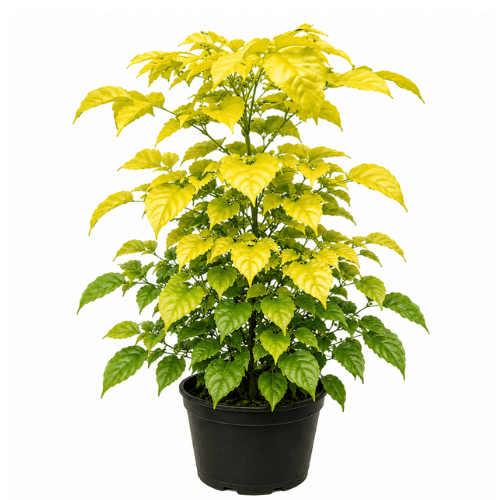 Golden Radermachera (China Doll Plant)