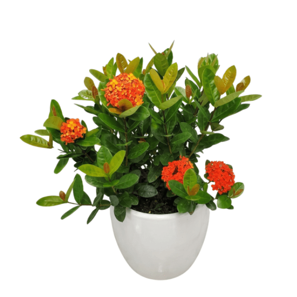 Ixora Dwarf Orange | Flowering Plant