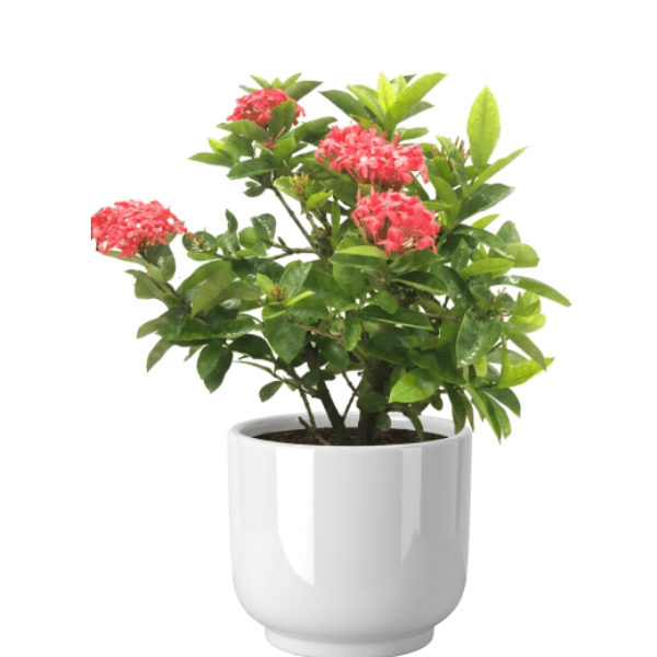 Ixora Dwarf Pink Plant | Flowering Plant