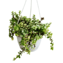 Variegated Elephant Bush (Jade Plant) in Hanging Basket