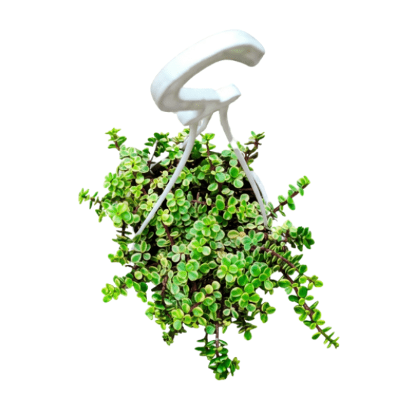 Variegated Elephant Bush (Jade Plant) in Hanging Basket - Image 2
