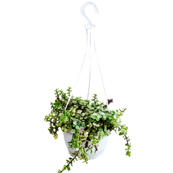 Variegated Elephant Bush (Jade Plant) in Hanging Basket - Image 3
