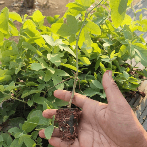 Krishna Kamal Plant (Passiflora incarnata) – Passion Flower - Image 2