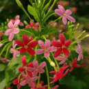 Rangoon Creeper (Madhumalti) Plant | Fragrant Climber