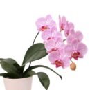 Pink Veined Phalaenopsis Orchid – Elegant Blooming Indoor Plant
