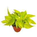 Epipremnum Aureum 'Neon Variegated' Pothos Plant