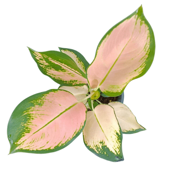 Aglaonema Peach Cochin