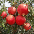 Grafted Anar Fruit Plant (Pomegranate)