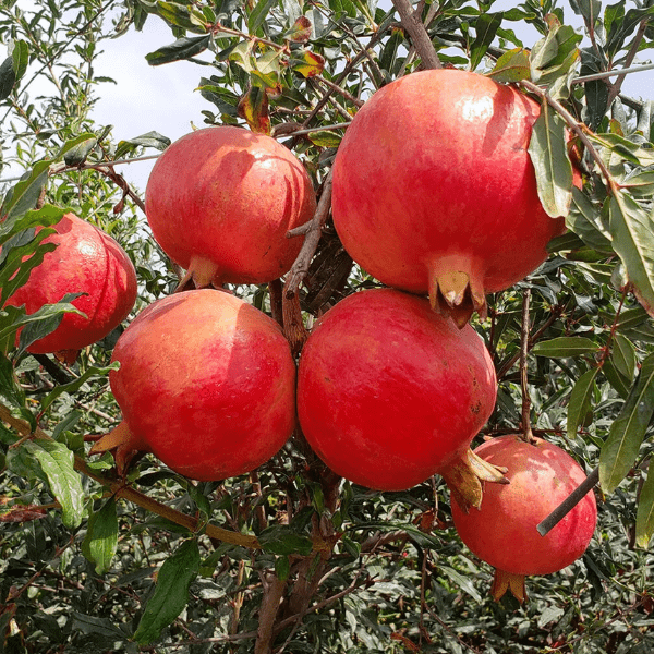 Grafted Anar Fruit Plant (Pomegranate)