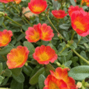Portulaca Flower Plant (Moss Rose) – Colorful Summer Flowering Plant