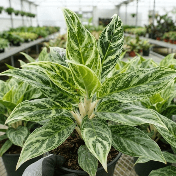 Aglaonema Prayoon - Image 2