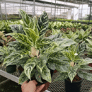 Aglaonema Prayoon