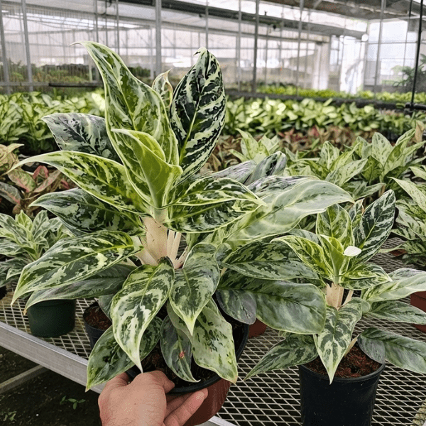 Aglaonema Prayoon
