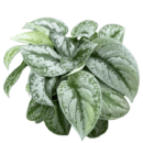 Scindapsus Silver Pothos Plant