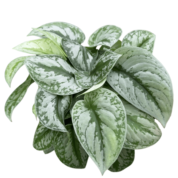 Scindapsus Silver Pothos Plant