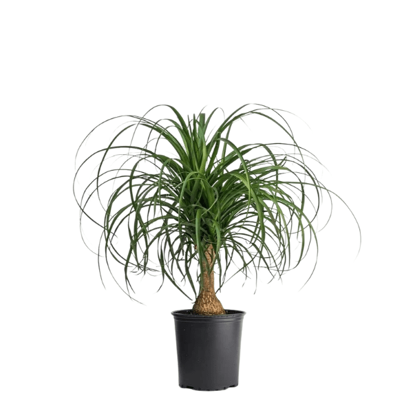 ponytail palm