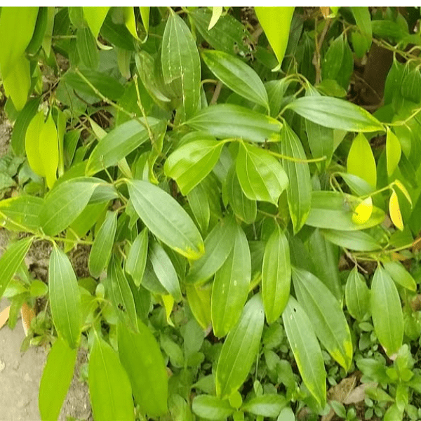 Tej Patta, Tamalpatra Plant – Cinnamon Indian bay Leaf