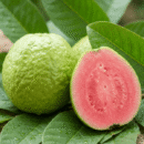 Thailand Pink Guava Dwarf Plant (Peru) – Premium Grafted Pink Flesh Guava Tree