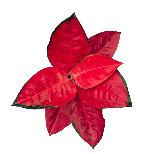 Aglaonema 'Thailand Red' | Red Indoor Plant