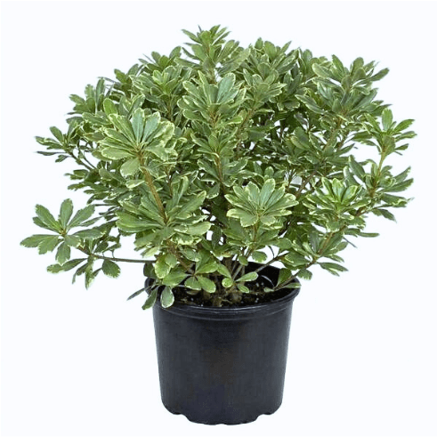 Variegated Pittosporum Plant