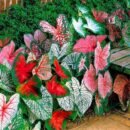 Caladium Plant Bulbs | Premium Colorful Foliage Bulbs for Gardens