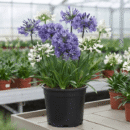Agapanthus Bulbs – Blue Lily of the Nile