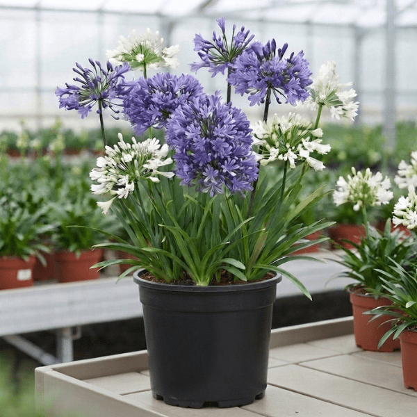 Agapanthus Bulbs – Blue Lily of the Nile
