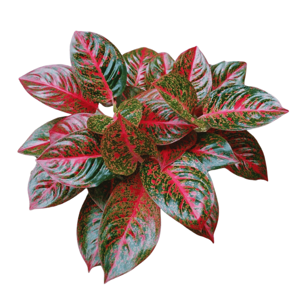 Aglaonema Red Stardust | Premium Indoor Foliage Plant