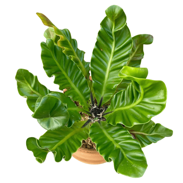 Asplenium Antiquum 'Lasagna' (Cobra Fern) | Rare Indoor Fern