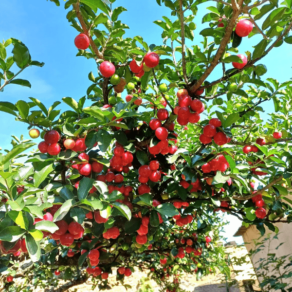 Barbados Cherry (Acerola) Fruit Plant | Vitamin C Rich Cherry Tree - Image 2