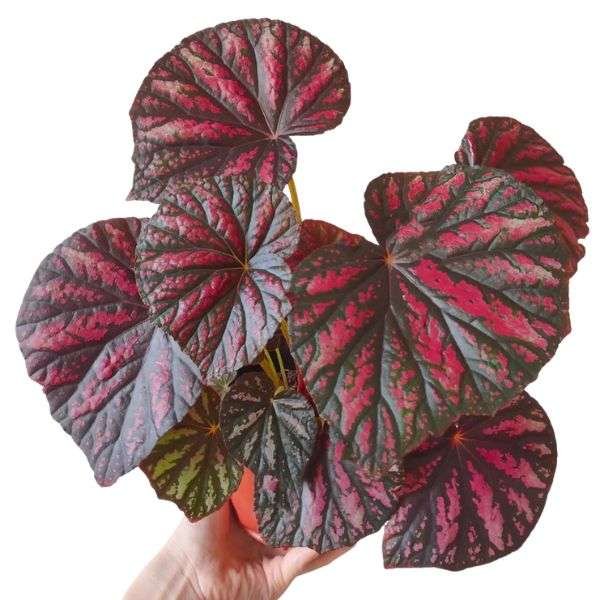 Rex Begonia 'Candy Stripes'- Colorful Foliage Indoor Plant