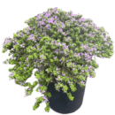 Blue Braya 'Desmodium unifoliatum' | Vietnamese Blue Bell Plant