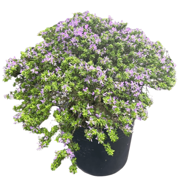 Blue Braya 'Desmodium unifoliatum' | Vietnamese Blue Bell Plant