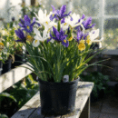 Butterfly Iris Bulbs – African Iris (Dietes)