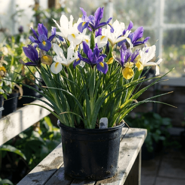 Butterfly Iris Bulbs – African Iris (Dietes)