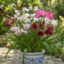 Crinum Lily Bulbs