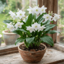 Eucharis Lily Bulbs (Amazon Lily)
