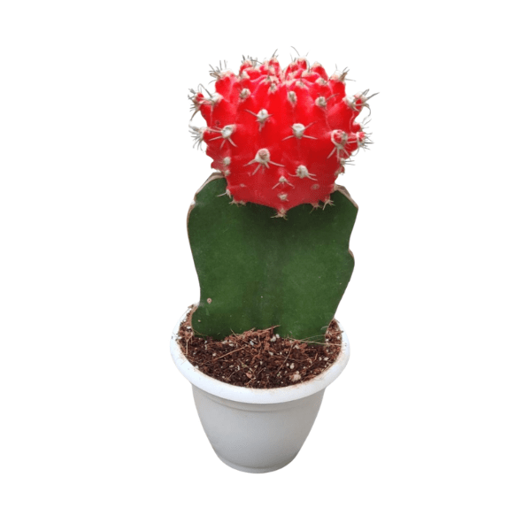 Gymnocalycium 'Red Moon Cactus' | Premium Colourful Cactus - Image 2