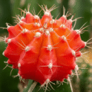 Gymnocalycium 'Red Moon Cactus' | Premium Colourful Cactus