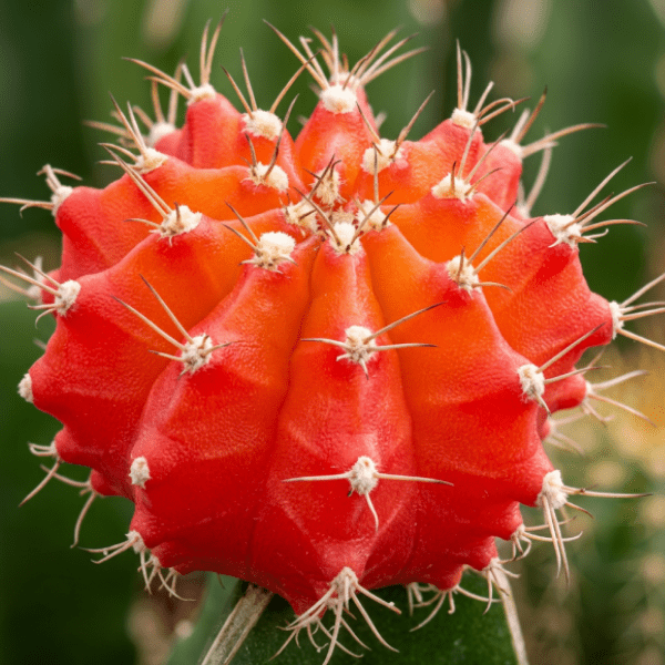 Gymnocalycium 'Red Moon Cactus' | Premium Colourful Cactus