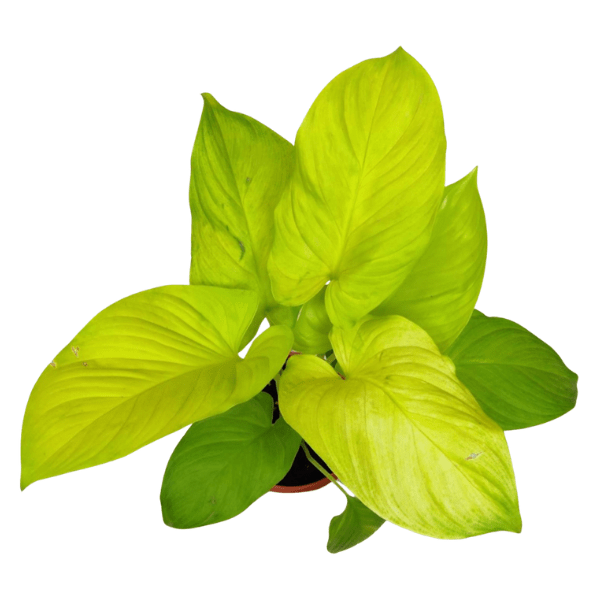 Homalomena 'Aurea Gold' | Premium Golden Indoor Foliage Plant