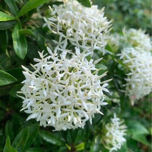 Ixora Dwarf White Plant | Premium Compact Flowering Shrub