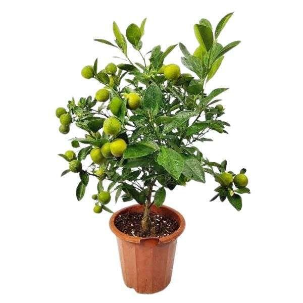 Ornamental Lemon Plant, Decorative Citrus Tree - Image 2