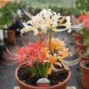 Lycoris Lily Bulbs
