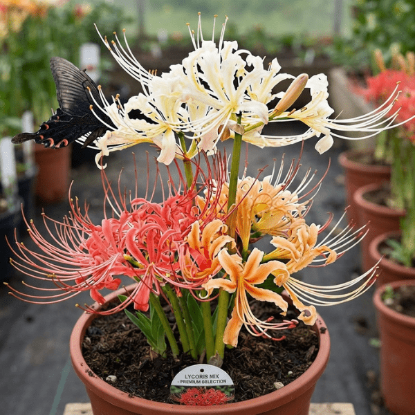 Lycoris Lily Bulbs
