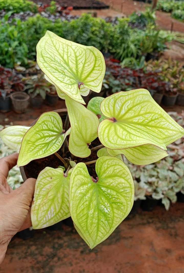 Caladium ‘Neon Heart’ – A Vibrant Lime Glow for Every Space - Image 2
